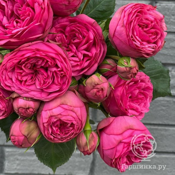 Роза Пинк Пиано купить в Москве по низкой цене - интернет-магазин Гаршинка