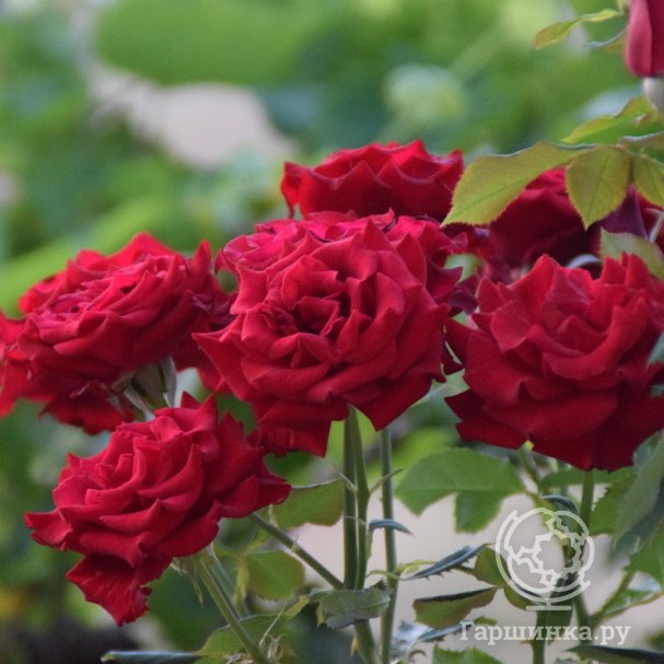 Роза Родос чайно-гибридная купить в Москве по низкой цене - интернет ...
