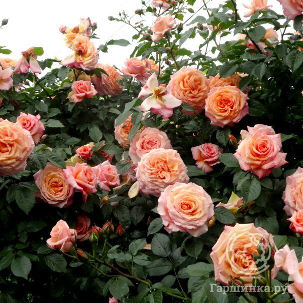 Роза Барок, Питомник роз Королева Роза купить в Москве по низкой цене ...