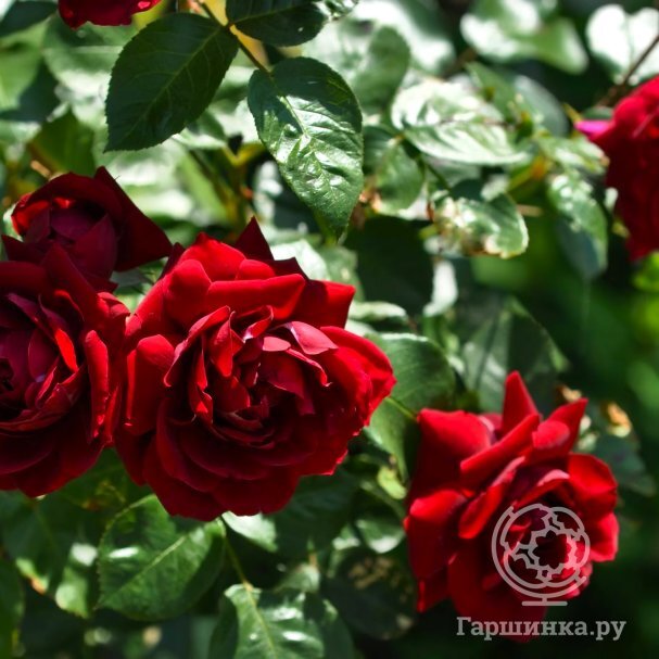Купить Роза Хайгроув, Питомник роз Королева Роза в питомнике. Доставка ...