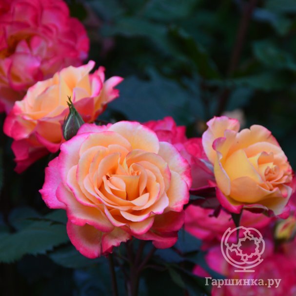 Роза Марсель ан Флёрс шраб, Питомник роз Королева Роза купить в Москве ...