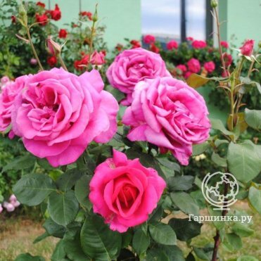 Питомник роз Королева Роза купить онлайн в Москве по низкой цене ...