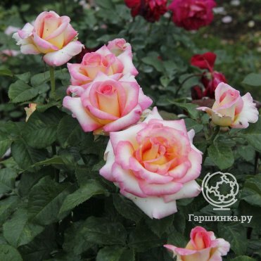 Питомник роз Королева Роза купить онлайн в Москве по низкой цене ...