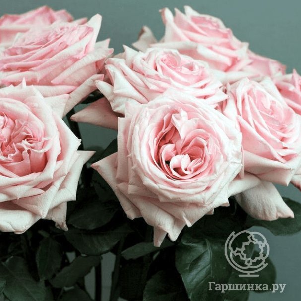 Роза Пинк Охара, Питомник роз Королева Роза купить в Москве по низкой ...