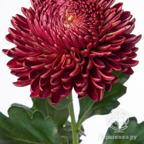 Хризантема Бигоуди Ред купить в Москве по низкой цене - интернет ...