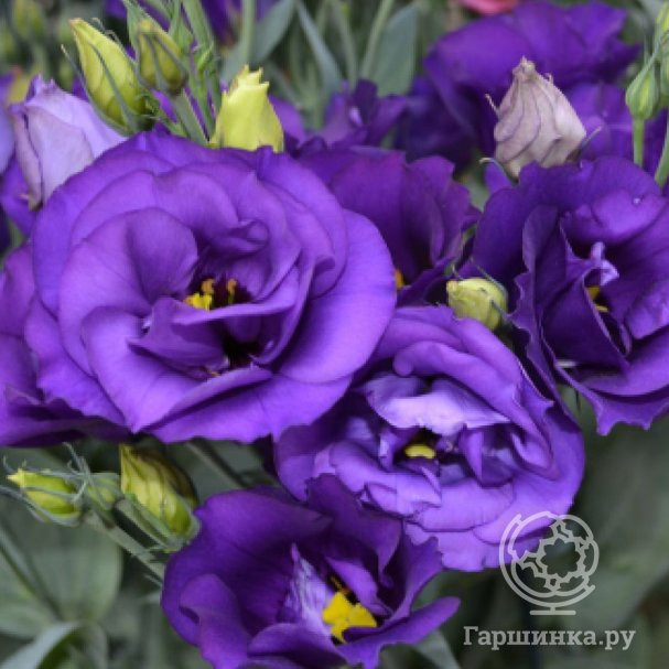 Эустома Пурпл купить в Москве по низкой цене - интернет-магазин Гаршинка