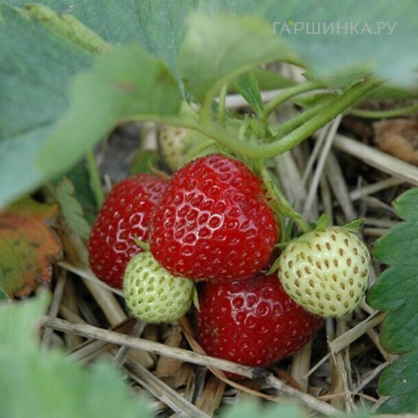 Клубника Эльвира