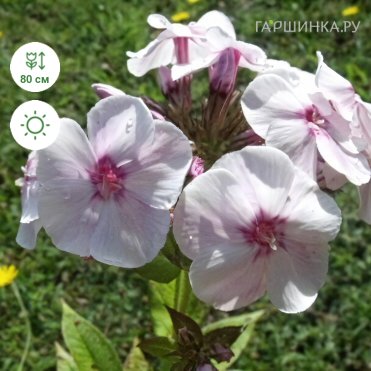 Флокс метельчатый Мисс Келли