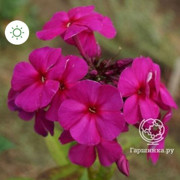Флокс Ялтинская ночь метельчатый