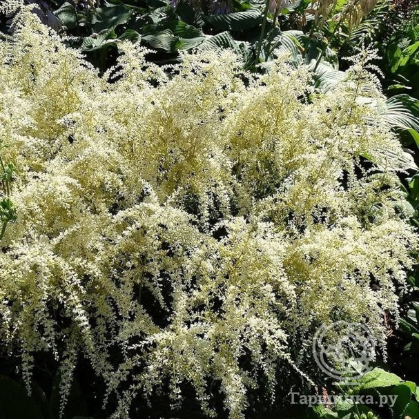 Астильба Вайт Сенсейшн простолистная купить в Москве по низкой цене ...