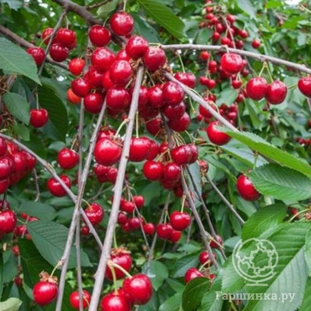 Вишня Причуда купить в Москве по низкой цене - интернет-магазин Гаршинка