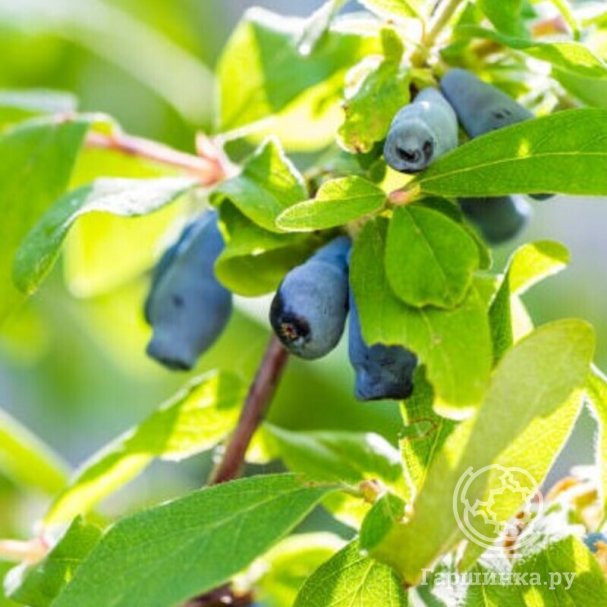 Интернетте алдау туралы толық метражды порно фильмдерді қараңыз