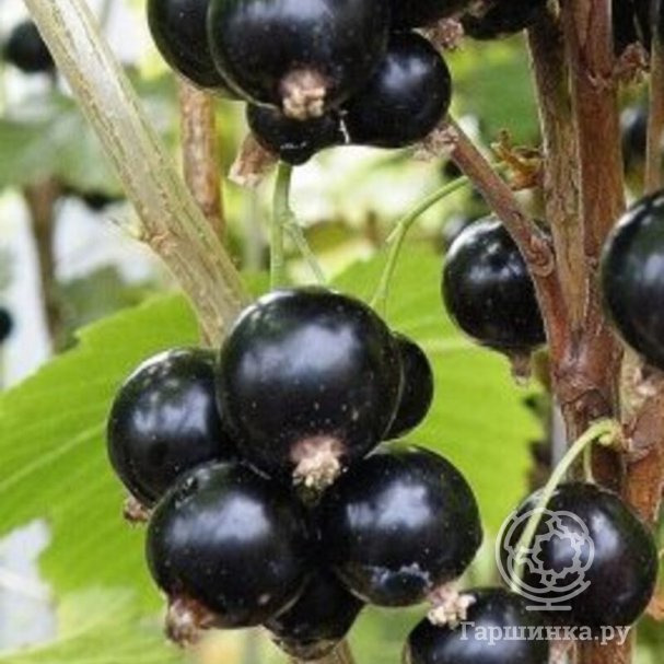 Смородина Жемчужная черная (урожайная)