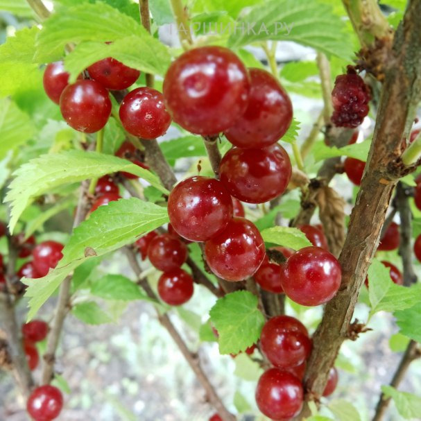 Вишня войлочная Красавица