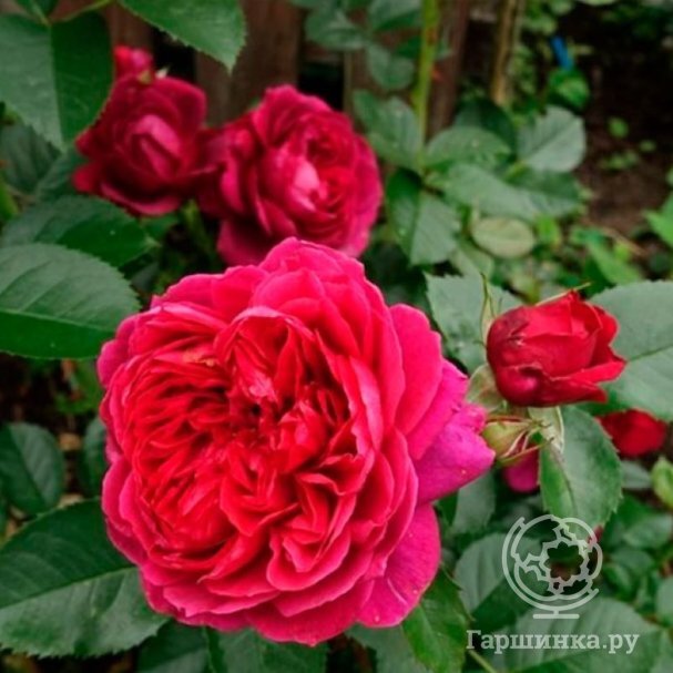 РозаСоулкустарниковая,ImperialRose