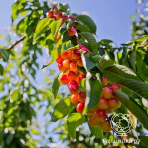 Черешня Краса Кубани кремовая крупноплодная