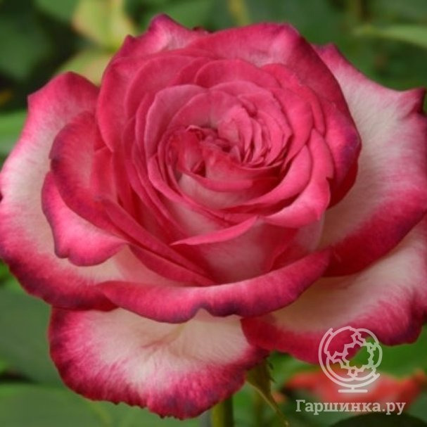 Роза Хайлендер, Питомник роз купить в Москве по низкой цене - интернет ...