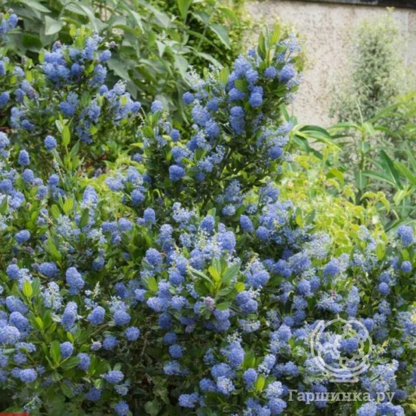 Краснокоренник Блю Маунд купить в Москве по низкой цене - интернет ...