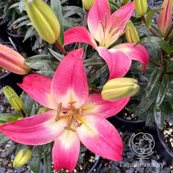 Лилия Тайни Даймонд азиатская купить в Москве по низкой цене - интернет ...