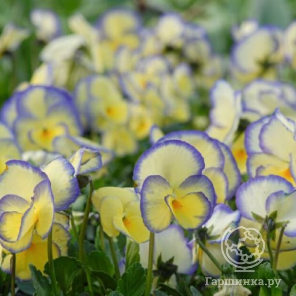 Виола рогатая Итейн купить в Москве по низкой цене - интернет-магазин ...