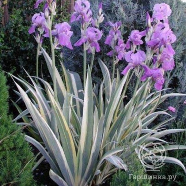 Ирис сибирский Вариегата купить в Москве по низкой цене - интернет ...