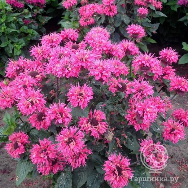 Монарда Би Мэри купить в Москве по низкой цене - интернет-магазин Гаршинка