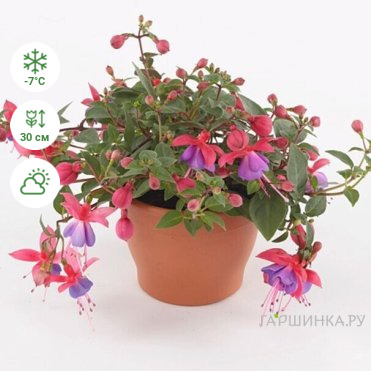 Фуксия Белла Мария