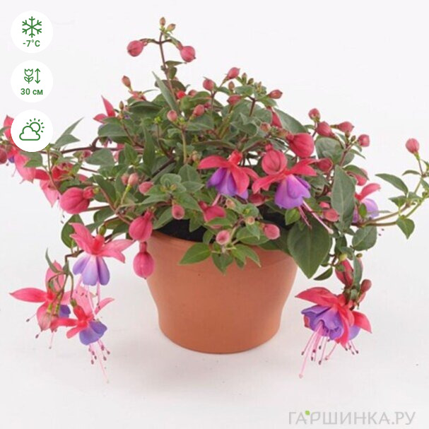 Фуксия Белла Мария