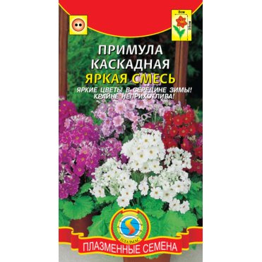 Семена  Примула каскадная Яркая смесь  18 шт Плазменные семена