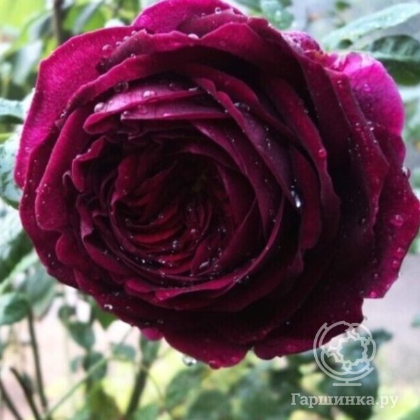 Роза Черный Принц чайно-гибридная купить в Москве по низкой цене ...