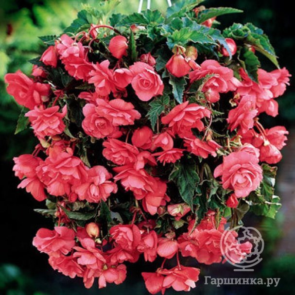 Бегония Пендула Пинк купить в Москве по низкой цене - интернет-магазин ...