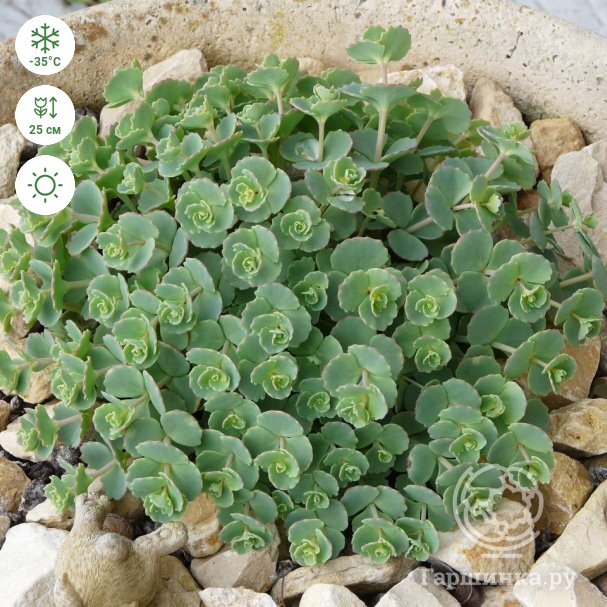 Седум sieboldii Glaucum