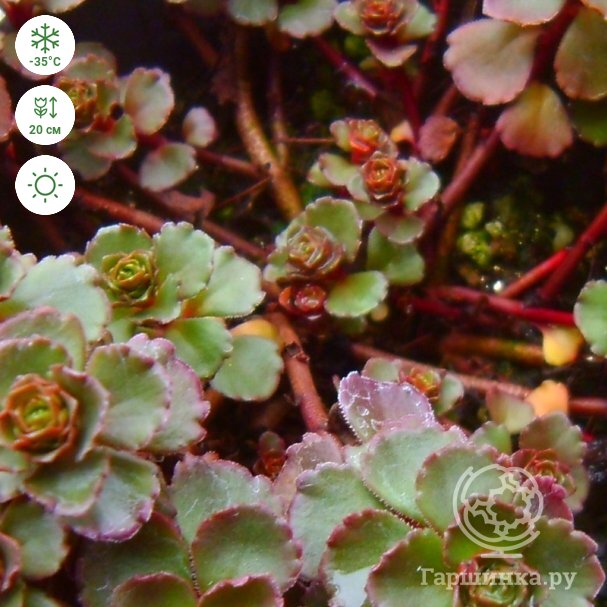 Очиток (седум) spurium Purpurea