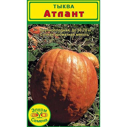 Семена Тыква крупноплодная Атлант (5 сем.)