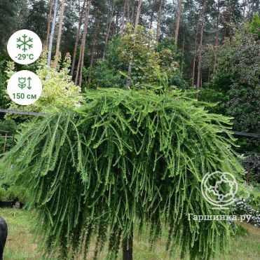 Лиственница на штамбе японская Диана, деревья крупномеры в России