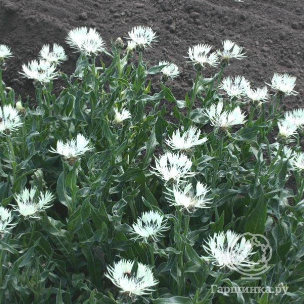Василек Centaurea Montana Alba белый  NEW!