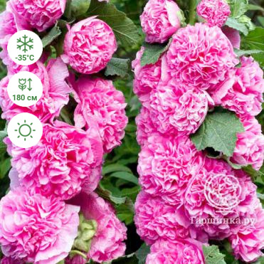 Шток-роза Double Pink махровая