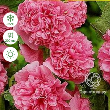 Шток-роза Rosea
