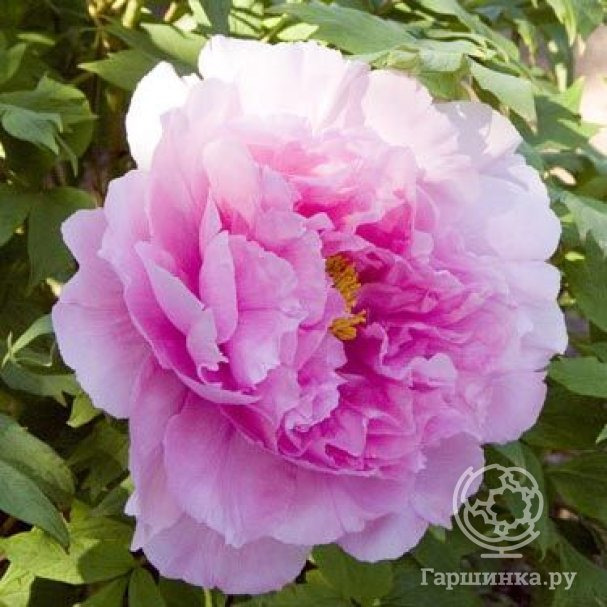 Пион ek grover. Пион травянистый селебрити. Гаршинка пионы. Гаршинка пионы. Гаршинка пионы.