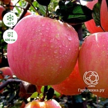 Яблоня Пасхальное - описание сорта и фото яблок