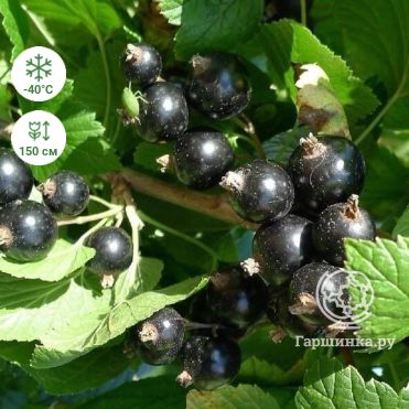 Смородина Селеченская черная (очень крупная ягода)