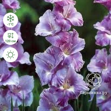 Гладиолус Хё Маджести 5 шт