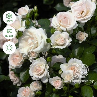 Розы флорибунда (Тантау) купить онлайн в Москве по низкой цене -  интернет-магазин Гаршинка