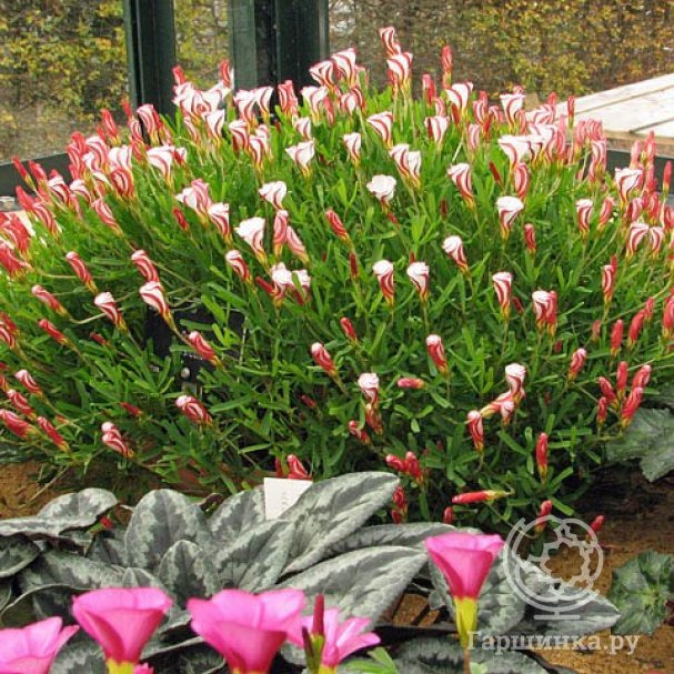 Оксалис Версиколор 5 шт купить в Москве по низкой цене - интернет ...