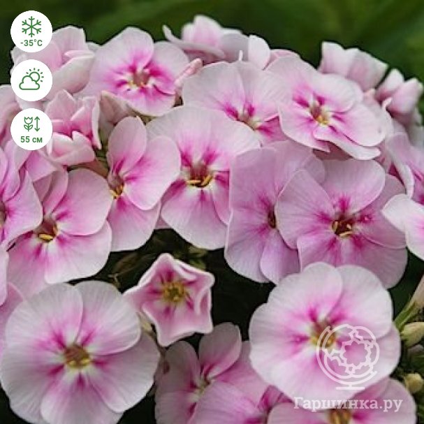 Посадка и уход