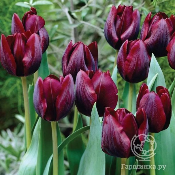 Тюльпан Роналдо Триумф 5шт. купить в Москве по низкой цене - интернет ...
