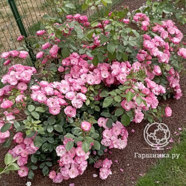 Роза Анжела флорибунда, Кордес