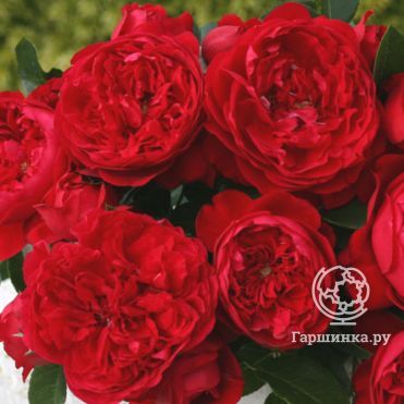 Роза Флорентина плетистая, Кордес