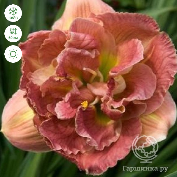 Лилейник Double Pink Peony
