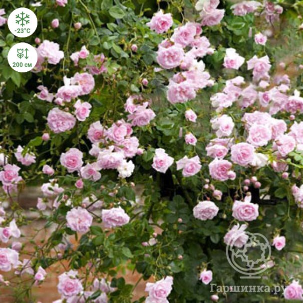 Роза плетистая Нью Даун: фото и описание, отзывы — лучшая цена, доставка | Интернет-магазин садовых растений